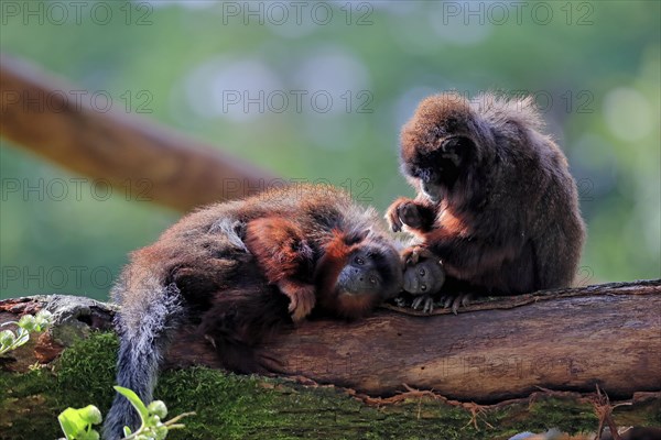 Coppery titi (Plecturocebus cupreus), adult, female, young animal, grooming, on tree, three