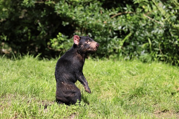 Tasmanian devil (Sarcophilus harrisii), adult, alert, upright, captive, Tasmania, Australia,