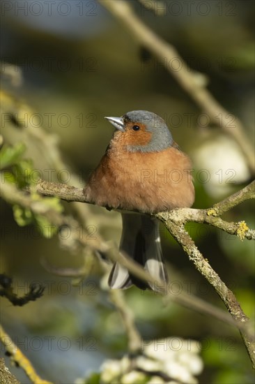 Eurasian chaffinch (Fringilla coelebs) adult male bird on a Hawthorn tree branch, England, United