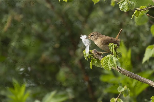 European wren (Troglodytes troglodytes) adult bird with a feather for nesting material in its beak
