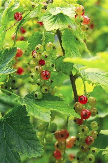 Ribes rubrum, shrub with berries