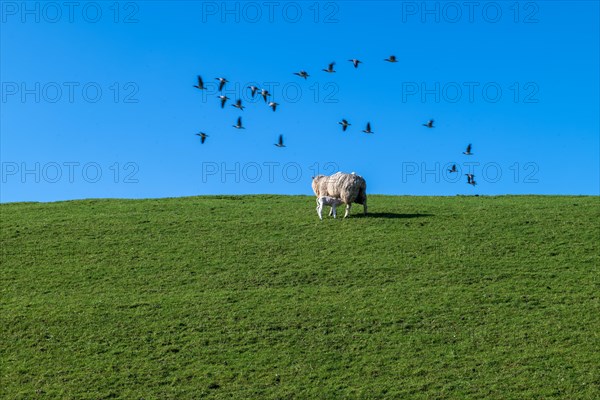 Ewe and lamb, flock of birds on the dyke to the Ems, Pogum, municipality of Jemgum, district of