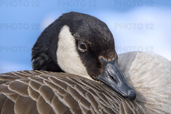 Canada goose (Branta canadensis) on the banks of the Main, Offenbach am Main, Hesse, Germany,