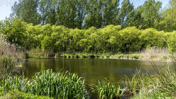 Nature at the large cleaning pond in Beech Forest, Hobrechtswald, Beech, Brandenburg, Germany,