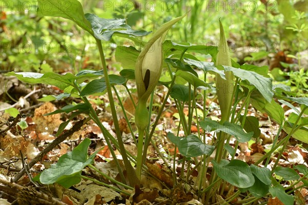Leaves and flowers of the common arum (Arum maculatum) in the forest of the Hunsrueck-Hochwald