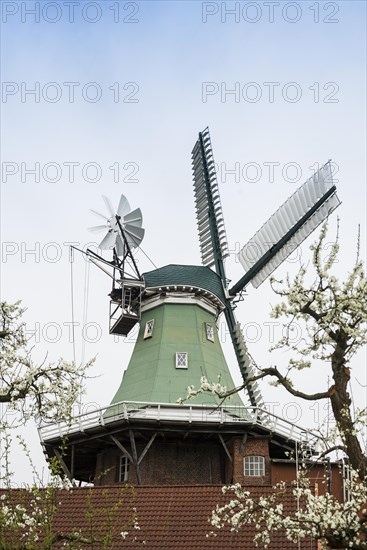 Historic windmill and blossoming fruit trees, three-storey gallery cottage, Twielenfleth, Altes