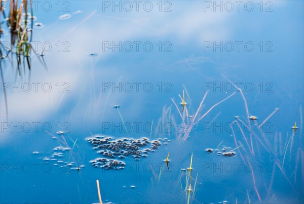 Frog spawn of the Common frog (Rana temporaria), amphibian of the year 2018, fresh spawn floating