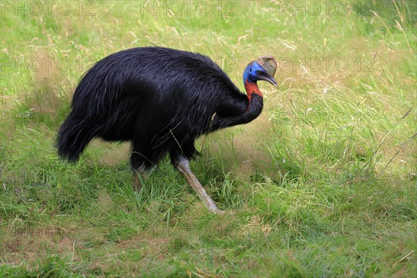 Northern cassowary (Casuarius unappendiculatus), adult, foraging, captive, Papua New Guinea,