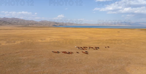Herd of horses, Aerial view, Vast empty landscape at the mountain lake Song Kul in autumn, Moldo