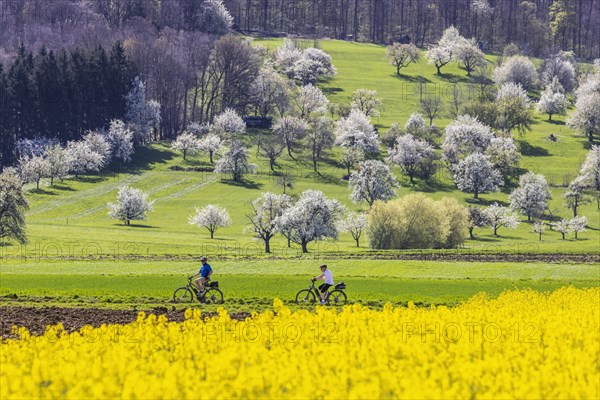 Blossoming fruit trees in the orchards of the Swabian Alb, cyclist, spring near Bissingen an der