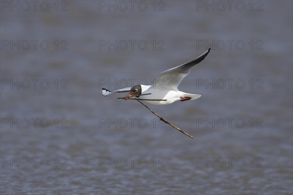 Black headed gull (Chroicocephalus ridibundus) adult bird in flight carrying nesting material in