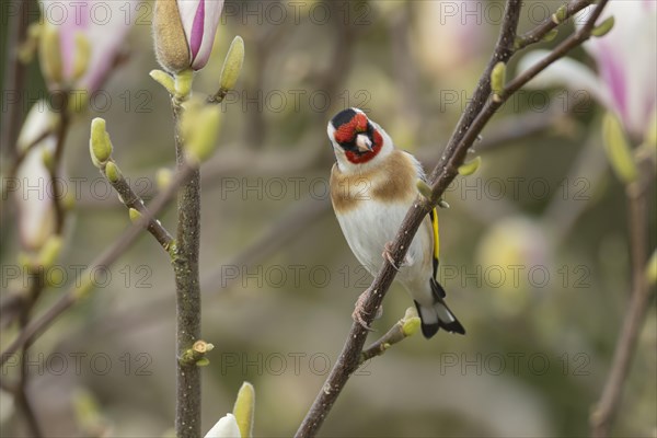 European goldfinch (Carduelis carduelis) adult bird on a garden Magnolia tree branch in spring,