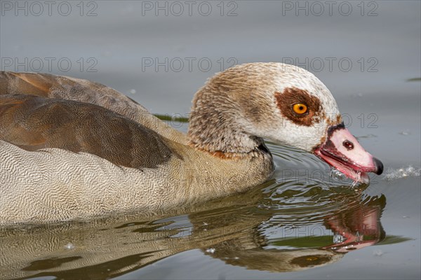 Egyptian geese (Alopochen aegyptiaca) in the River Main, Offenbach am Main, Hesse, Germany, Europe