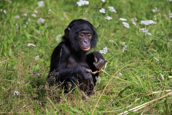 Bonobo, bonobo (Pan Paniscus), young animal, feeding, sitting, meadow, Great ape, Primate,