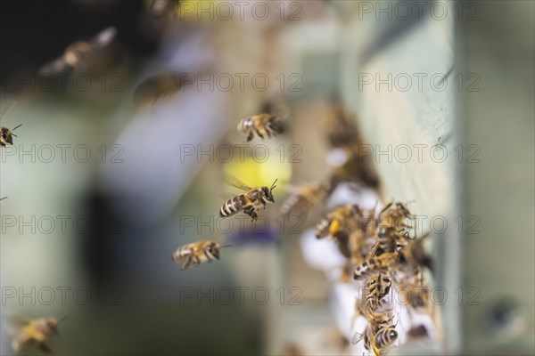 Beehive with flying bees, spring in the Swabian Alb, Weilheim an der Teck, Baden-Wuerttemberg,
