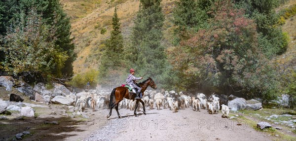 Riders driving a large flock of sheep on the road, Karkyra valley, Tuep rayon, Kyrgyzstan, Asia