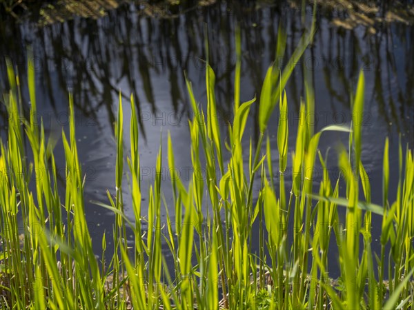 Grasses at a ditch at the natural beach Hilgenriedersiel at the North Sea coast in East Frisia,