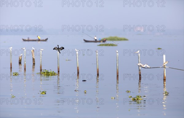 Great Cormorant (Phalacrocorax carbo) and Whiskered Terns (Chlidonias hybrida) perched on poles in