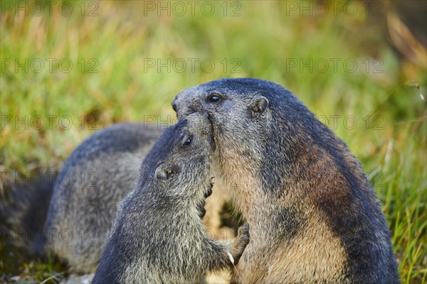Alpine marmot (Marmota marmota) mother with her youngster on a meadow in summer, portrait,