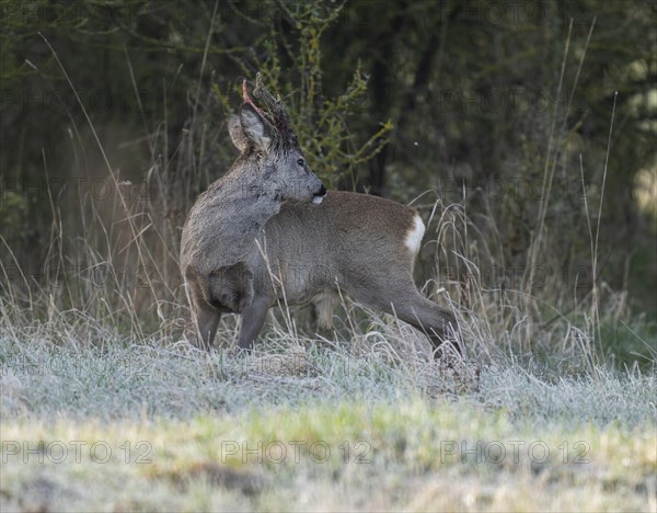 European roe deer (Capreolus capreolus), roebuck in winter coat, winter cover, one antler in the