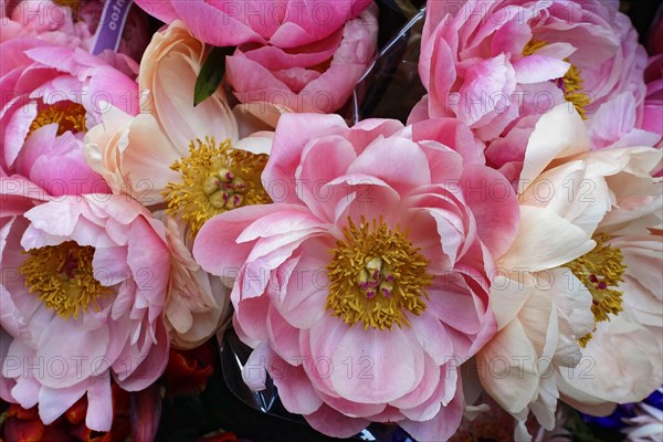 Ostrich of delicate pink European peonies, (Paeonia lactiflora), full and lush, flower sale,