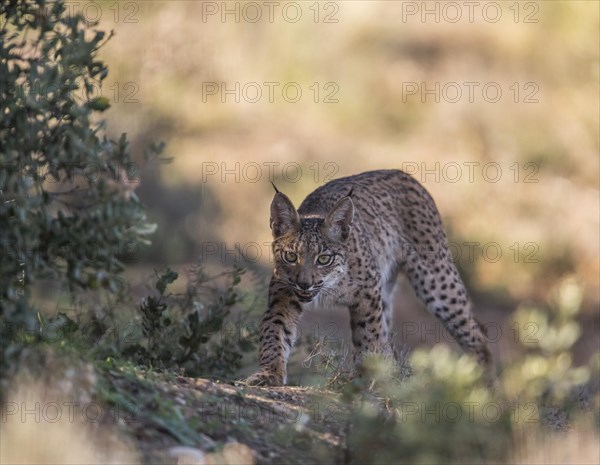 Iberian lynx young animal, Iberian lynx (Lynx pardinus), Extremadura, Castilla La Mancha, Spain,