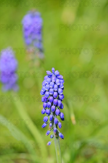 Grape hyacinths (Muscari botryoides), spring, early bloomers, Wilnsdorf, North Rhine-Westphalia,