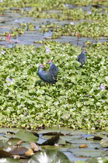 Grey-headed swamphens (Porphyrio porphyrio) on water hyacinths, Backwaters, Kumarakom, Kerala,
