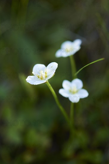Marsh grass of Parnassus (Parnassia palustris) blooming in the mountains at Hochalpenstrasse,