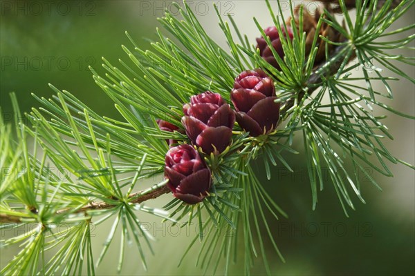 American Larch, spring, Germany, Europe
