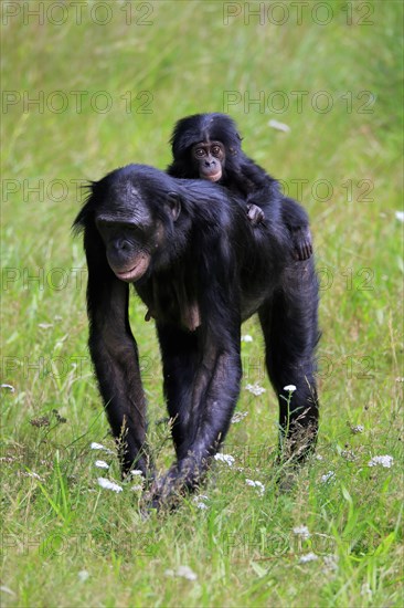 Bonobo, bonobo (Pan Paniscus), female, adult, young animal, foraging, Great ape, Primate,