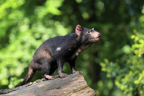 Tasmanian devil (Sarcophilus harrisii), adult, vigilant, on tree trunk, captive, Tasmania,
