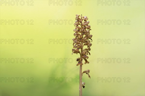 Bird's-nest orchid (Bird's-nest orchid nidus-avis), inflorescence with light reflections of the sun