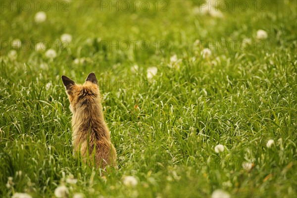Fox (Vulpes vulpes) looking for fawns (Capreolus capreolus) in tall grass with faded common