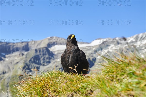 Yellow-billed chough (Pyrrhocorax graculus) sitting on a meadow in the mountains at