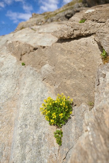 Yellow mountain saxifrage (Saxifraga aizoides) blooming in the mountains at Hochalpenstrasse,