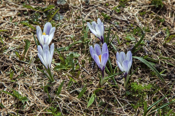 Spring Crocus (Crocus vernus), Dietersbachtal, near Oberstdorf, Allgaeu Alps, Oberallgaeu, Allgaeu,