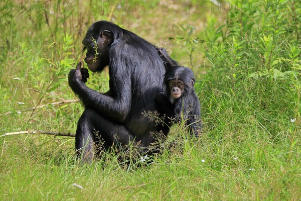 Bonobo, bonobo (Pan Paniscus), female, adult, young animal, feeding, Great ape, Primate,