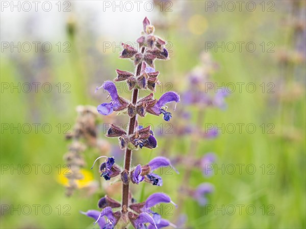 Meadow Clary (Salvia pratensis), near Riegersburg, Styria, Austria, Europe