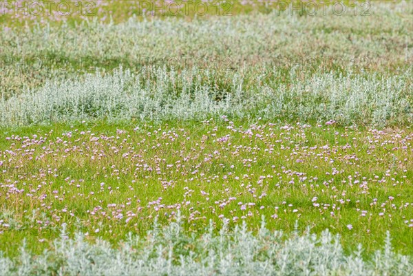 Salt marshes with many Sea thrift (Armeria maritima), also known as Lady's Cushion, Flower of the
