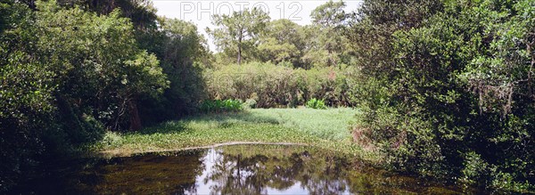 Kirby Storter Roadside Park, Tamiami Trail East, Ochopee, Everglades, Florida, USA, North America