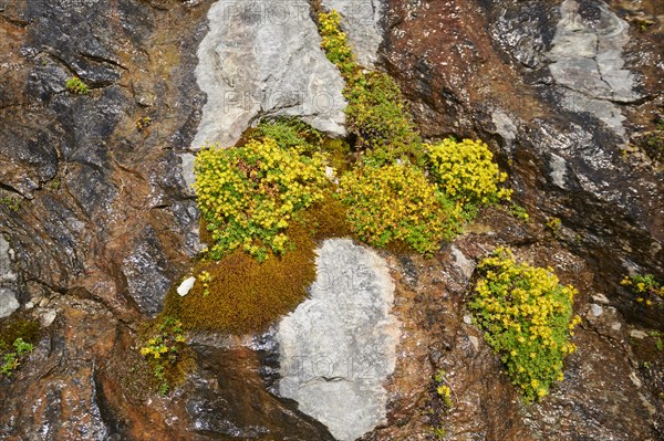 Yellow mountain saxifrage (Saxifraga aizoides) blooming in the mountains at Hochalpenstrasse,