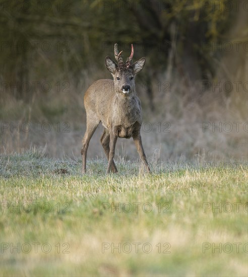 European roe deer (Capreolus capreolus), roebuck in winter coat, winter cover, one antler in the