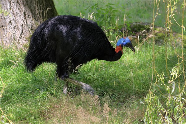 Northern cassowary (Casuarius unappendiculatus), adult, foraging, captive, Papua New Guinea,