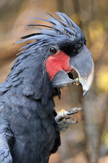 Palm cockatoo (Probosciger aterrimus), adult, portrait, feeding, feeding, captive, Australia,