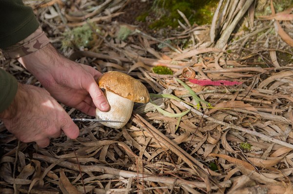 Hunting edible porcini mushrooms in the forest, Cambara do sul, Rio Grande do sul, Brazil, South