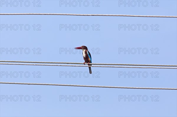 White-throated kingfisher (Halcyon smyrnensis) or Common kingfisher against a blue sky, Backwaters,