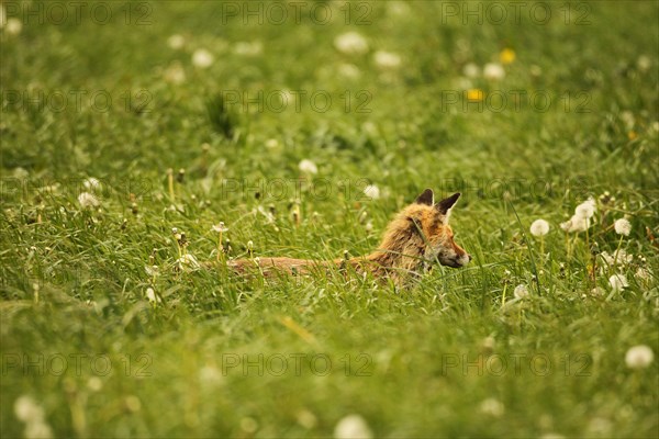 Fox (Vulpes vulpes) looking for fawns (Capreolus capreolus) in tall grass with faded common
