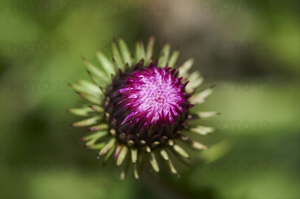 Alpine thistle (Carduus defloratus) blooming in the mountains at Hochalpenstrasse, Pinzgau,