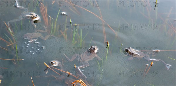 Common frog (Rana temporaria), amphibian of the year 2018, several animals swimming in a pond with